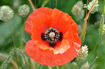 Flanders poppy flower, Papaver rhoeas. One red flower with green canary grass and weeds background.