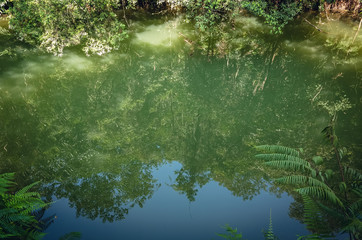 landscape of tropical forest with a pond