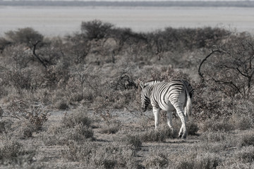 Obraz premium Zebre au par national d'etosha en namibie