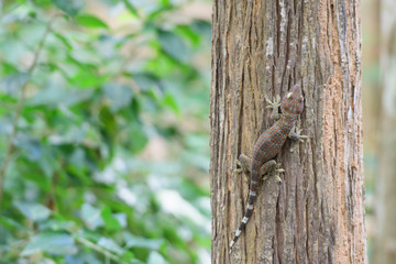 A gecko perched on a tree