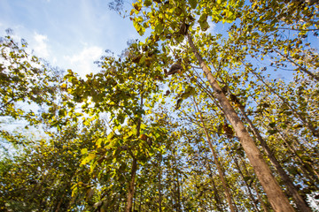 Teak tree green tropical forest