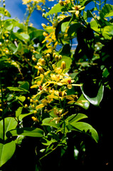 コウシュンカズラ（恒春葛）