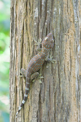 A gecko perched on a tree