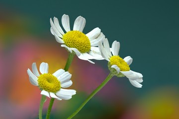 Feverfew flowers. Close up detail of three daisy like flowers with a colourful background. Selective focus. Medicinal plant used in herbal remedies.