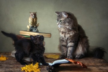 Adorable gray kitty in glasses and old books