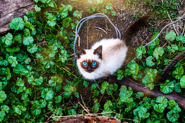 cat in the garden