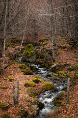 Autumn forest with  stream. Lozere ,France.