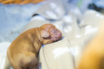 Cavalier King Charles Spaniel Ruby