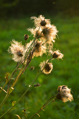 Dry inflorescences of plants in the rays of the setting sun.