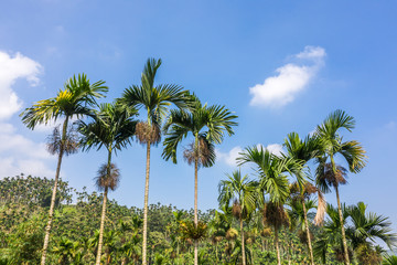 landscape of betel nut tree under sky