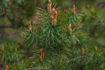 green pine branch with cone