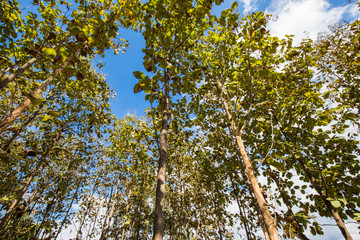 Teak tree green tropical forest