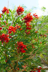 View of the red flowers of the Erythrina tree