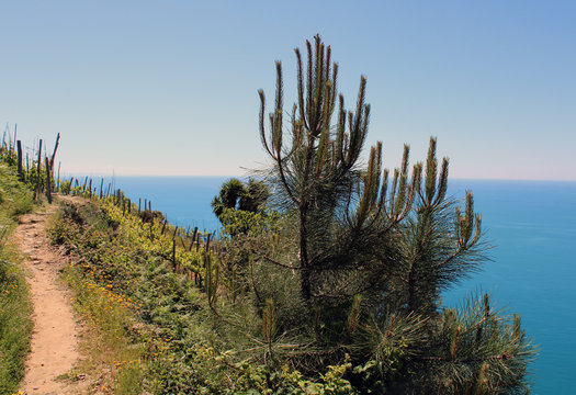 Sentiero scosceso con arbusto aghiforme e mare
