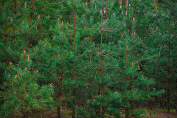 green pine branch with cone