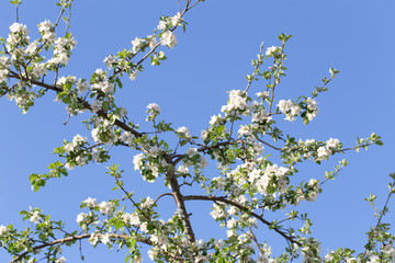 Blüten Frühling