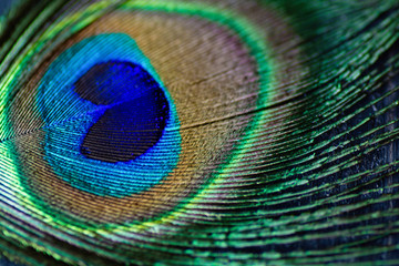 Naklejka premium peacock feather