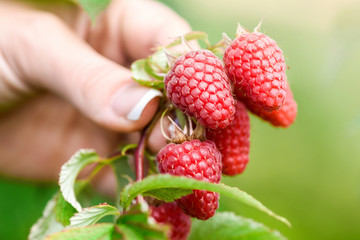 Fresh raspberries on green branch in woman hand. Bio raspberry plant and gathering at spring. time