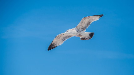 Different photos of seagulls