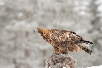 Golden eagle rips pieces of meat from frozen racoon carcass