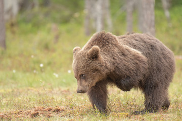 Young Brown bear (Ursus arctos) scratching because of an insect bite