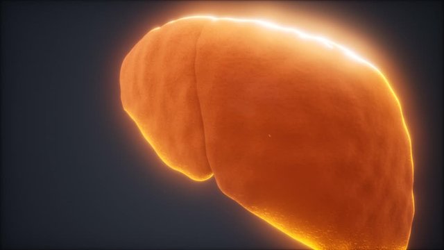 loop 3d rendered medically accurate animation of the human liver