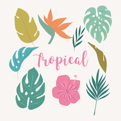 Tropicl elements. Tropical leaves and flowers