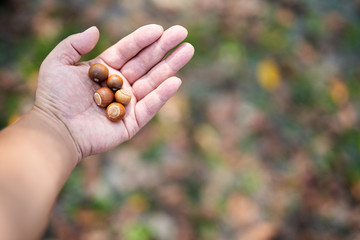 The hand of a person holding acorn berries  © 수동 김
