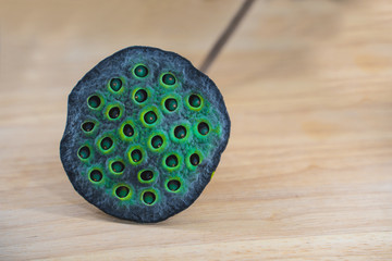 Lotus seed pods. Green lotus seed pods background