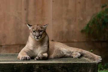 Fotobehang Puma or Cougar © J.NATAYO