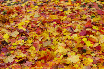 Fototapeta na wymiar red yellow leaves cover autumnal wallpaper detail seasonal