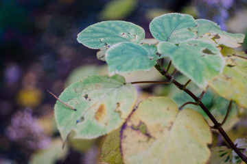 green leaf in winter