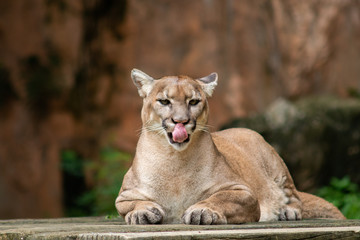 Puma or Cougar