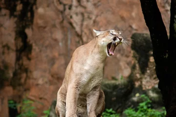 Fototapeten Puma or Cougar © J.NATAYO
