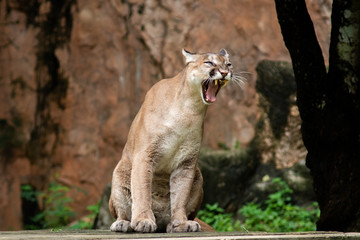 Puma or Cougar