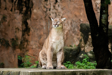 Puma or Cougar