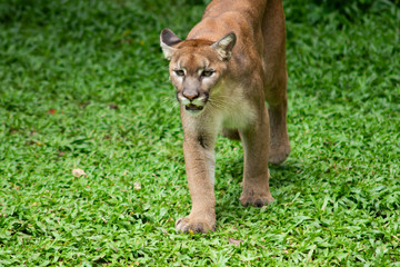 Puma or Cougar