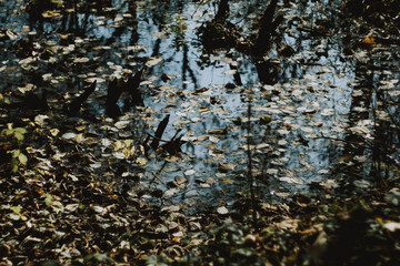 Autumn leaves