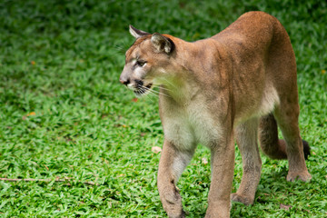 Fototapeta na wymiar Puma or Cougar