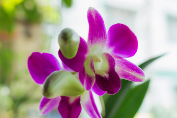 Magenta Purple Dendrobium Orchid Stem