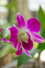 Magenta Purple Dendrobium Orchid Stem
