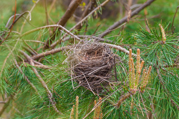 bird nest on a pine branch