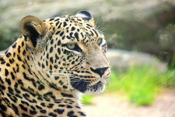 Persian Leopard Head Close Up Portrait