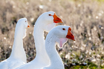 Bearded geese Holmogory in the meadow close-up.