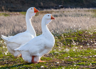 Bearded geese Holmogory in the meadow close-up.