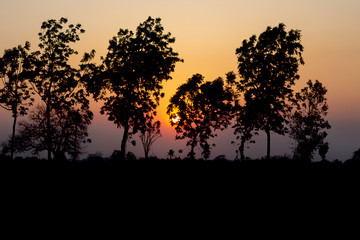 Silhouette of the sunset behind the big tree