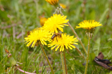 bee on a dandelion in the meadow