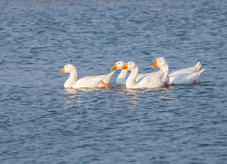 A flock of geese swims in the pond at sunset.