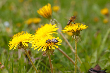 bee on a dandelion in the meadow