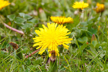 bee on a dandelion in the meadow